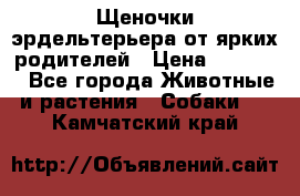 Щеночки эрдельтерьера от ярких родителей › Цена ­ 25 000 - Все города Животные и растения » Собаки   . Камчатский край